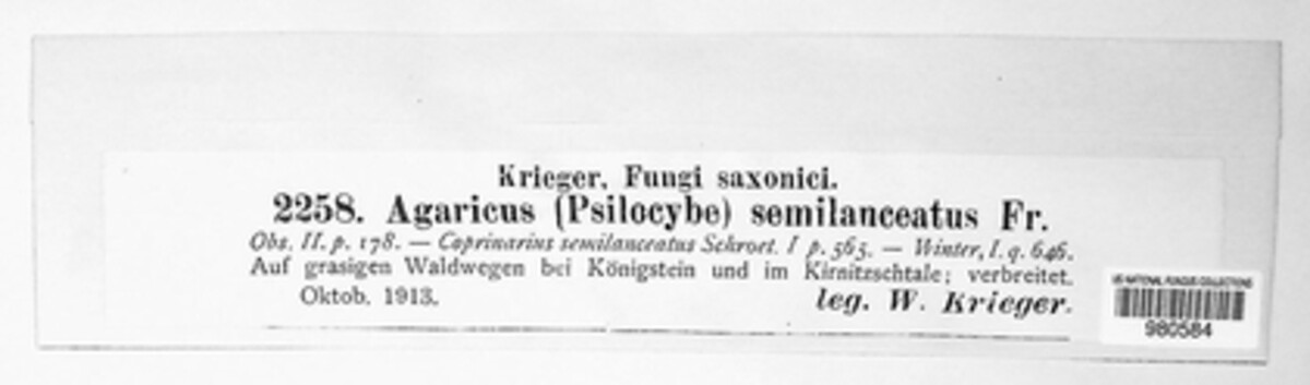 Psilocybe semilanceata image